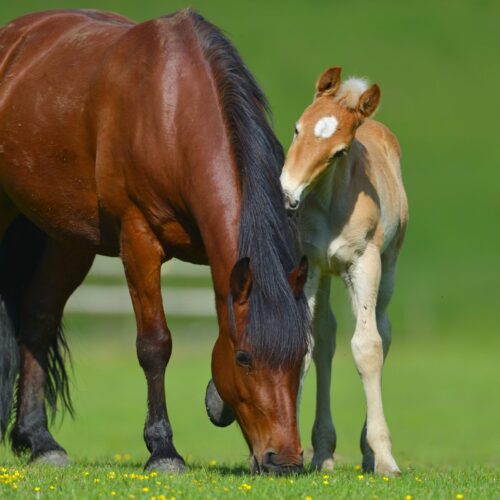jonas-augustin_augustin-foto_pferd-fohlen