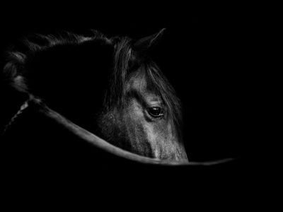black and white horse banner in fine art style
